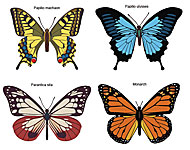 Butterflies Vector Art