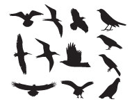 Birds Silhouette