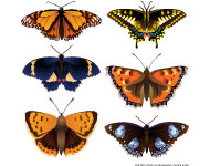 Vector Butterflies Species
