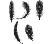 Feathers Vector Graphic