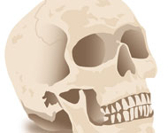 Halloween Skull Vector Art