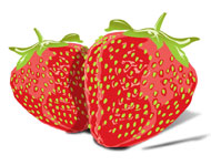 Vector Strawberry