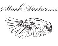 Wings Vector