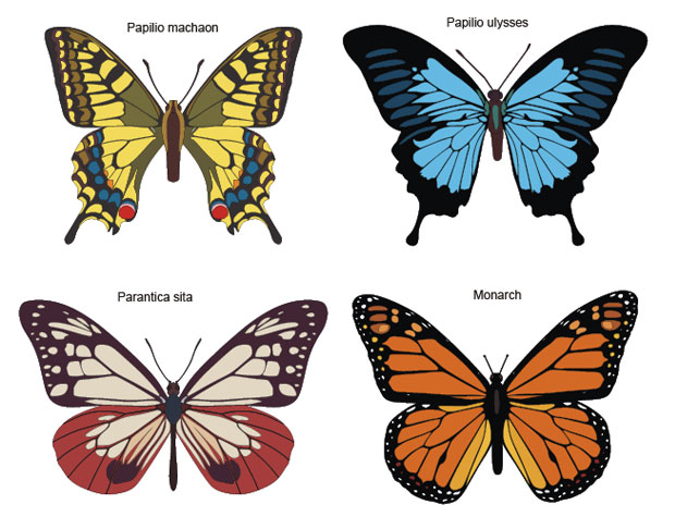 Butterflies Vector Art