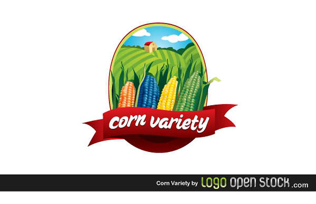 Variety of Corn Vector